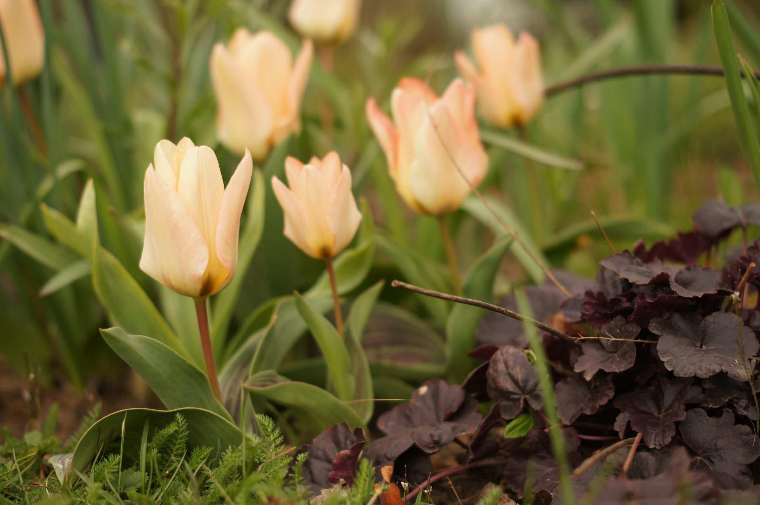 Tulpe apricotfarben und Heuchera micrantha